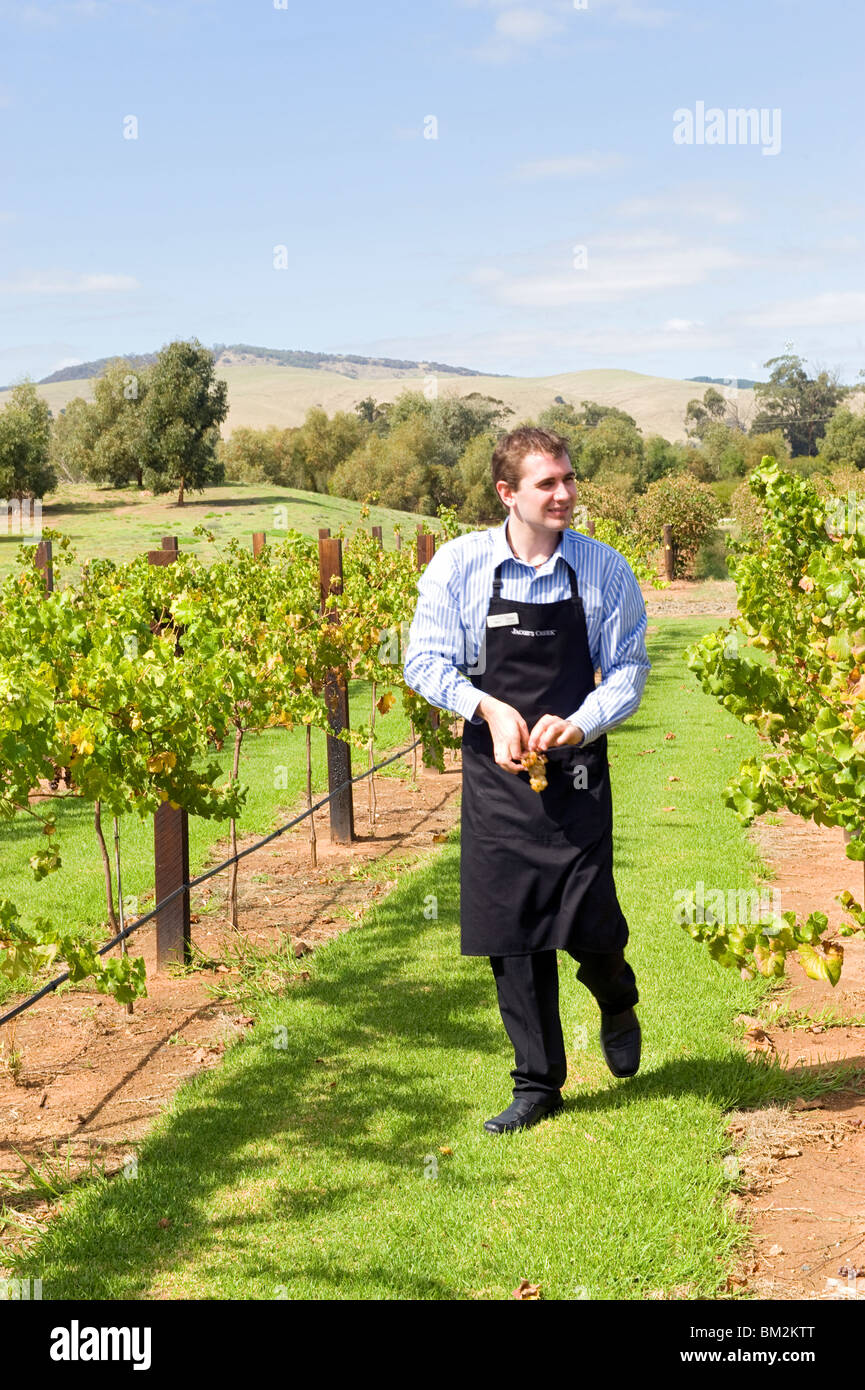 A staff member from Jacob's Creek winery walking by the vines holding a bunch of grapes he has picked for his tour group. Stock Photo