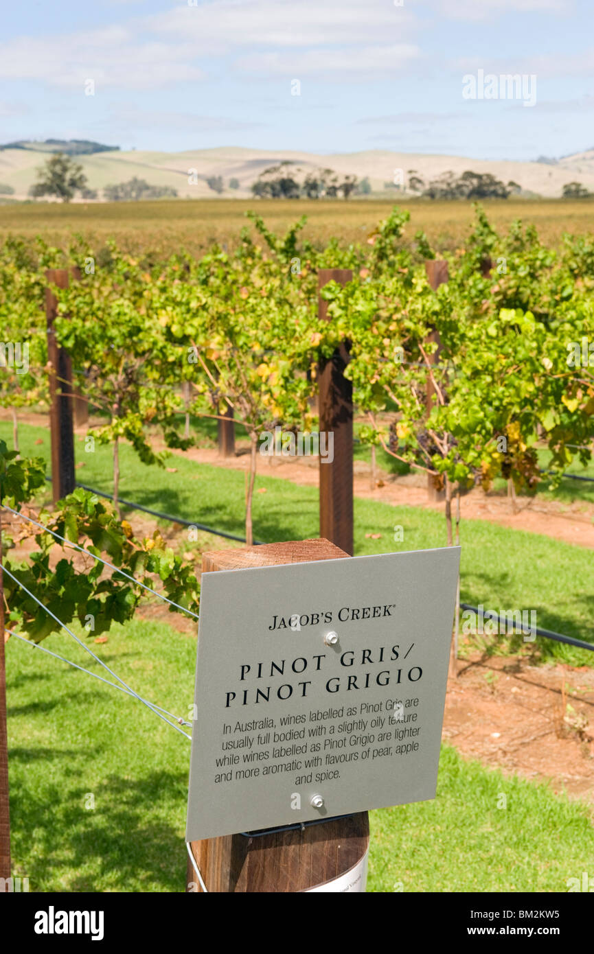 The vines at Jacob's Creek winery in the Barossa Valley in South Australia Stock Photo