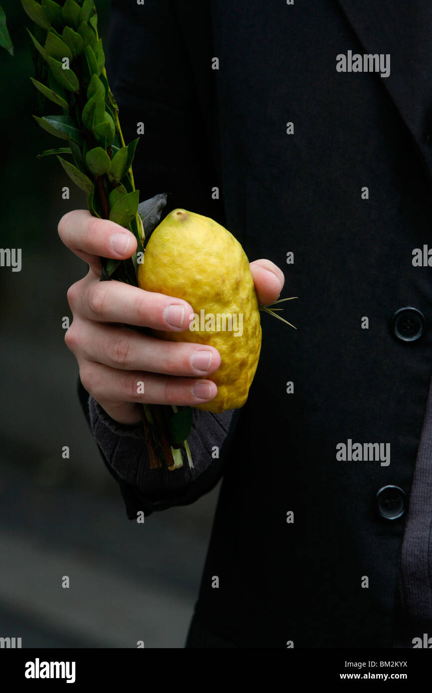 Sukhot citron and lulav, New York, USA Stock Photo