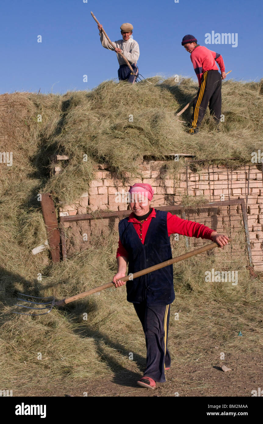 Kyrgyz people harvesting, Sary Tash, Kyrgyzstan Stock Photo