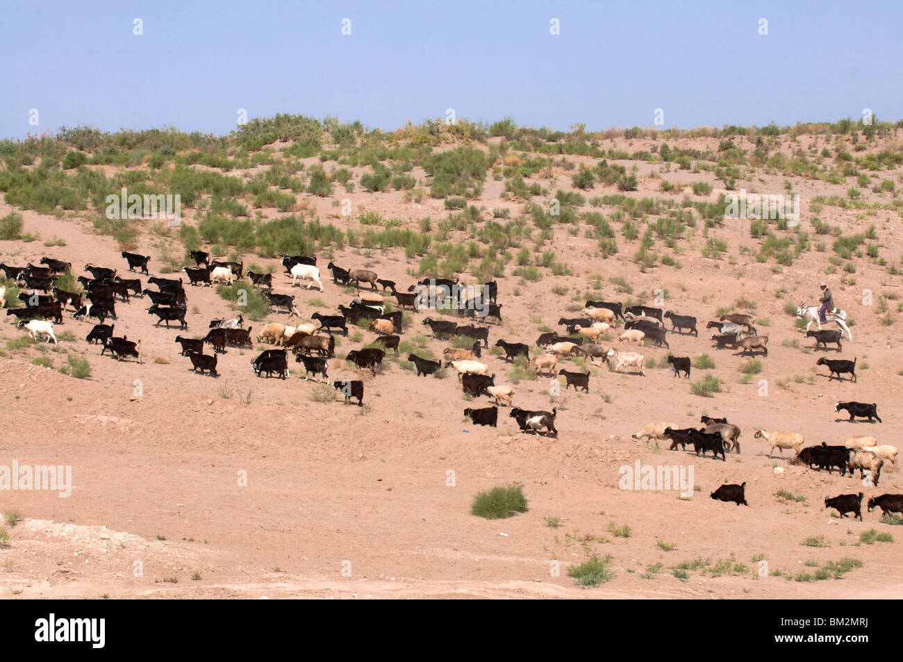 Herd of goats, Karakol desert, Turkmenistan Stock Photo