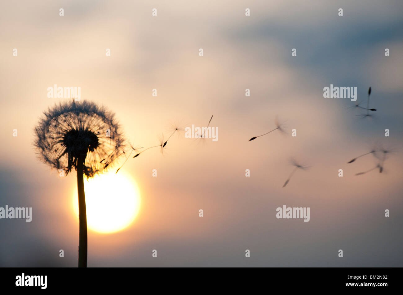 Dandelion dispersing seeds hi-res stock photography and images - Alamy