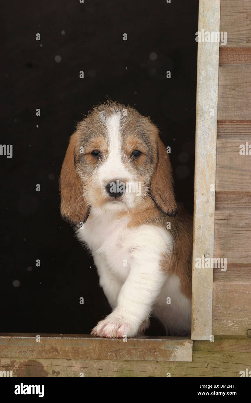 Grand Basset Griffon Vendeen Welpe puppy Stock Photo Alamy