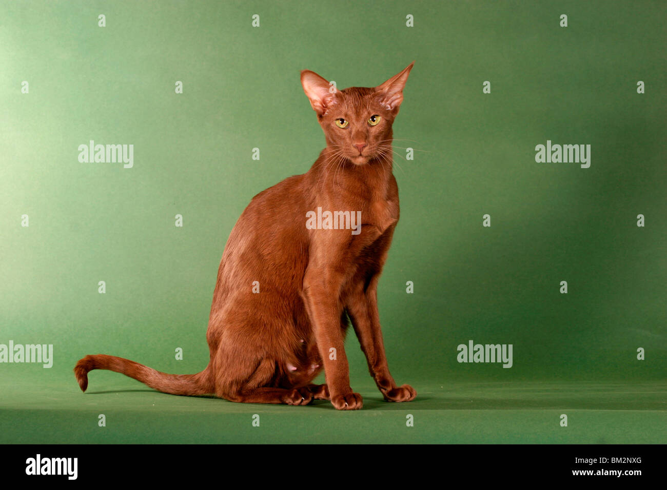 Orientalisch Kurzhaar Kater / Oriental Shorthair Tomcat Stock Photo Alamy
