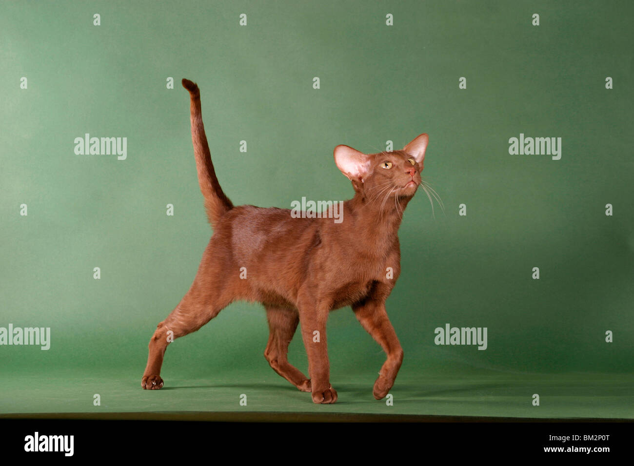 Orientalisch Kurzhaar Kater / Oriental Shorthair Tomcat Stock Photo Alamy