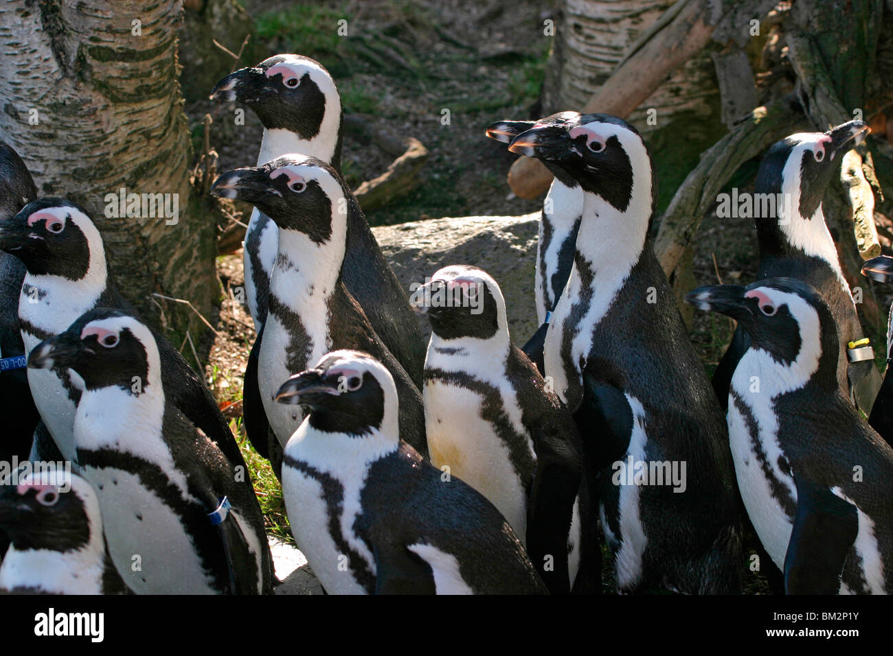 Pinguine / penguins Stock Photo