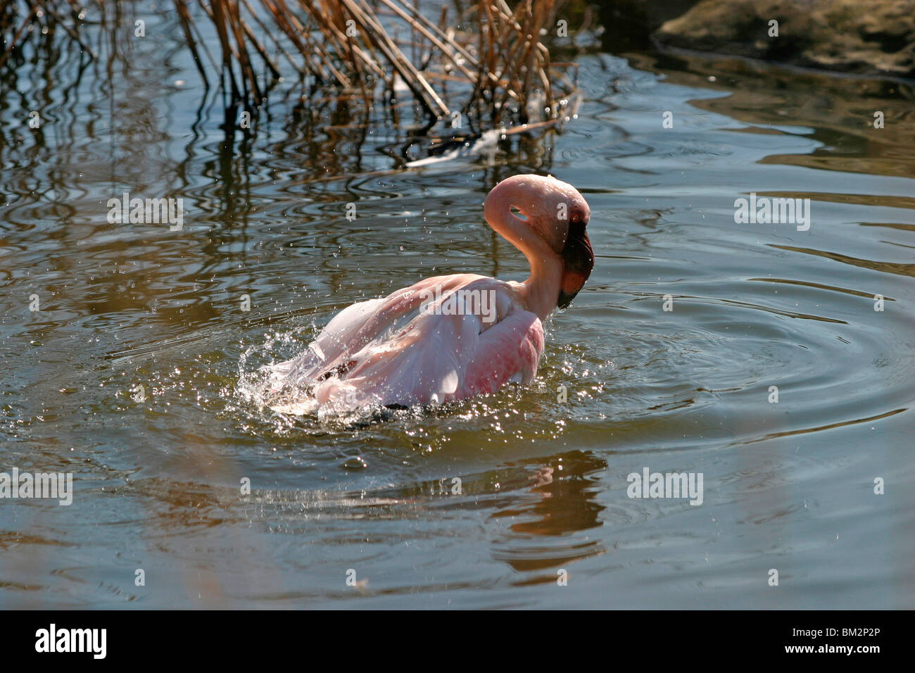 badendet Flamingo / bathing Flamingo Stock Photo