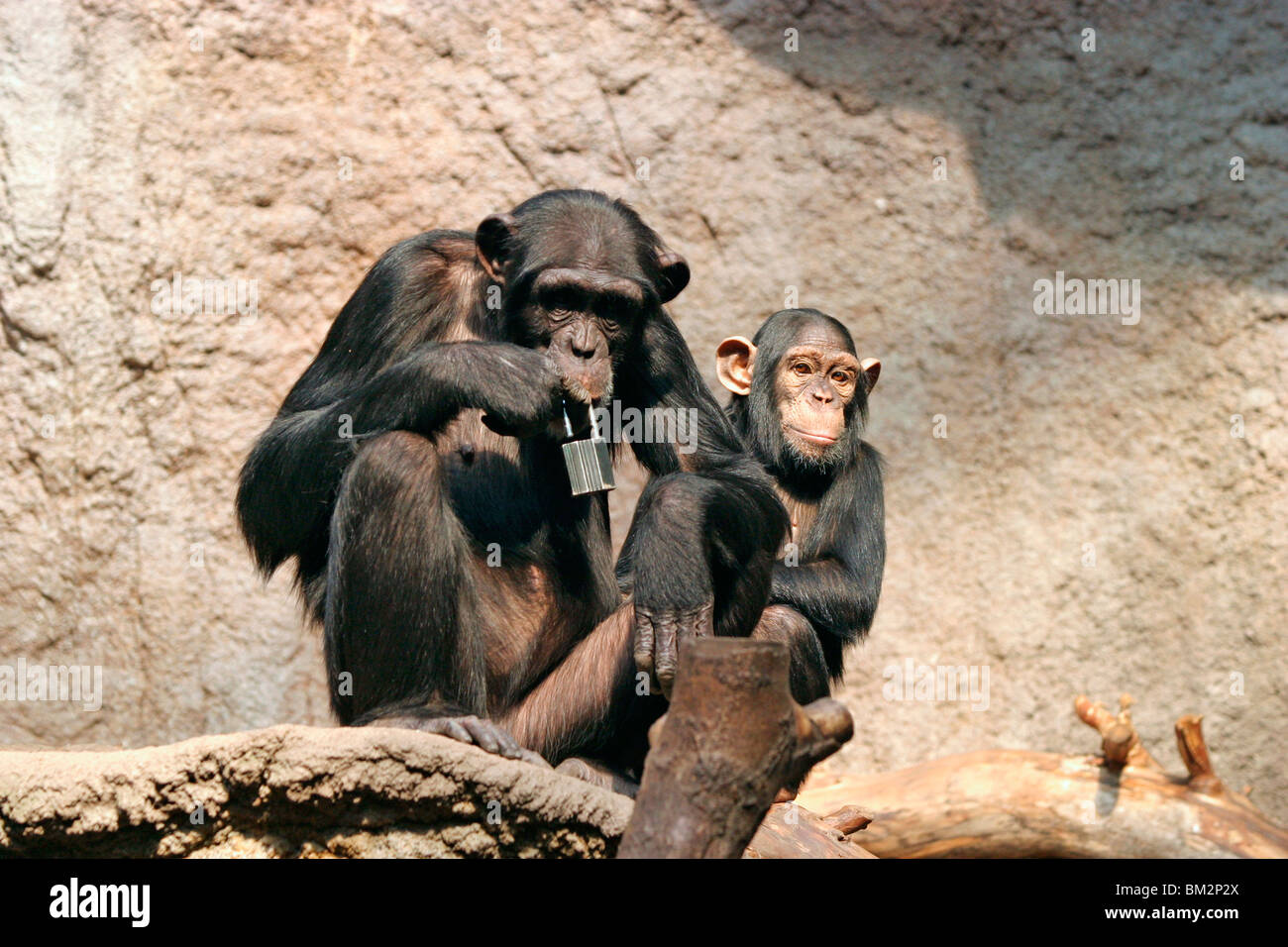 Zwei Schimpansen / two chimpanzees Stock Photo