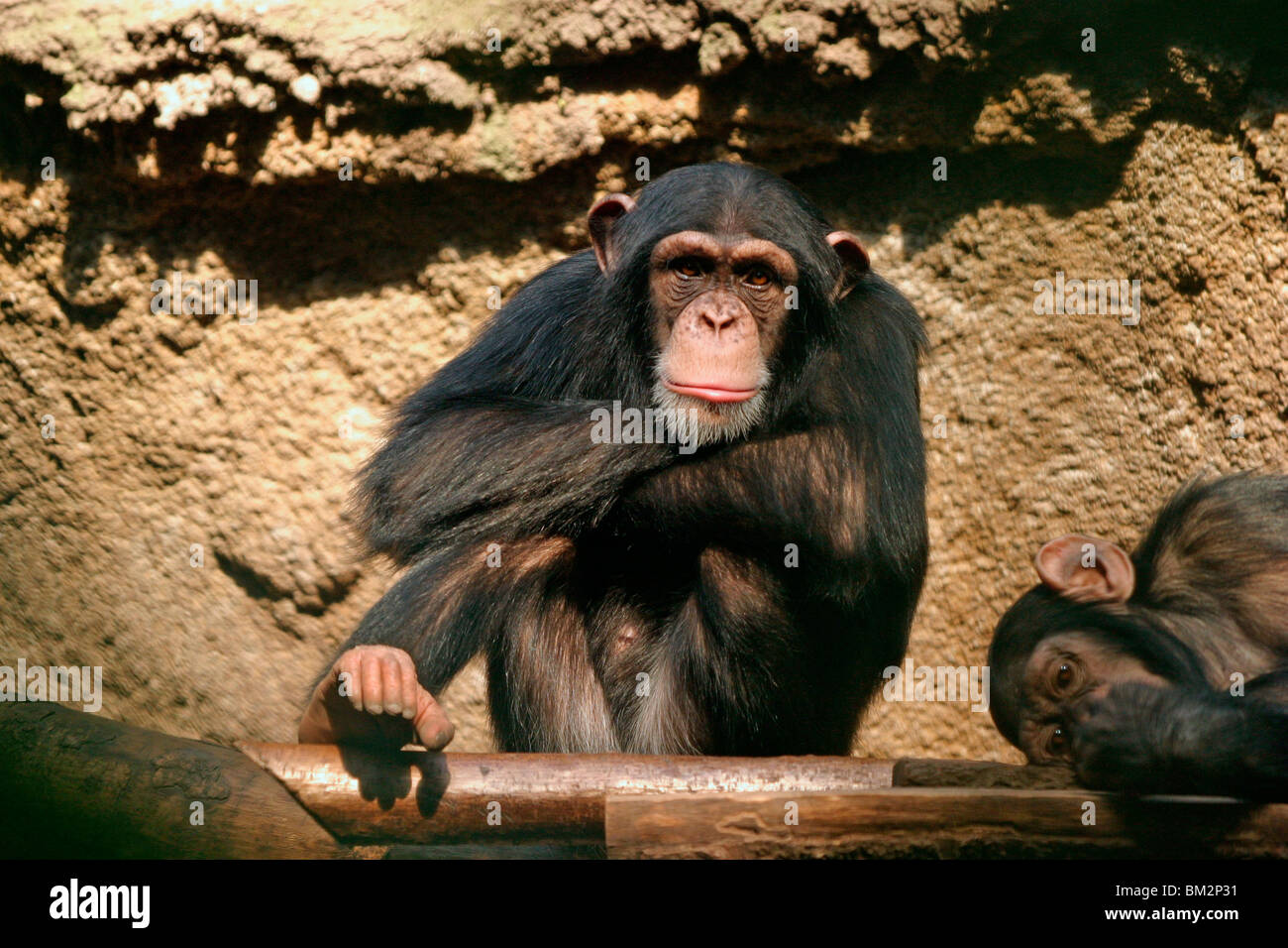 Zwei Schimpansen / two chimpanzees Stock Photo