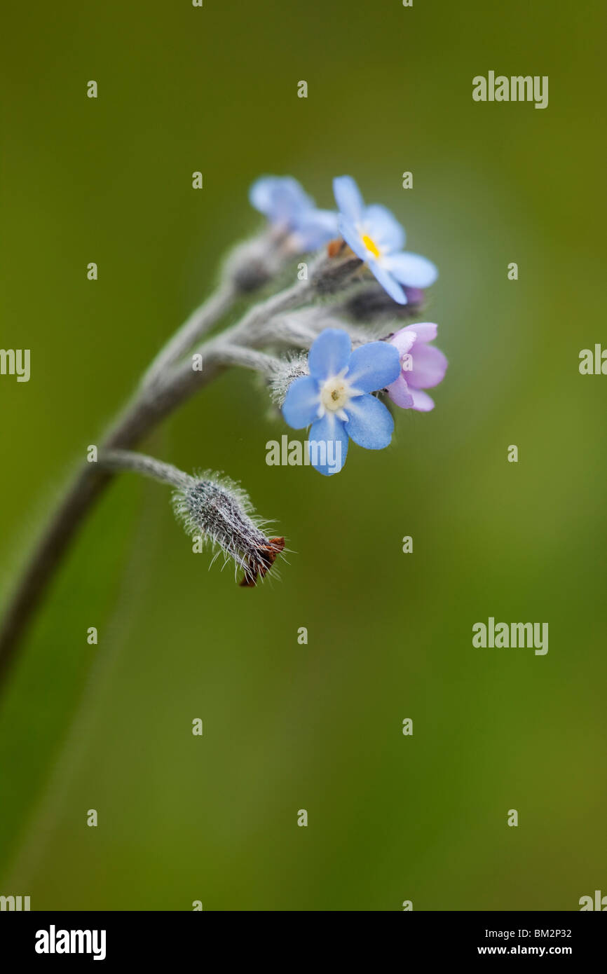 A cluster of forget-me-nots (Myosotis sp.) against a green background. Stock Photo