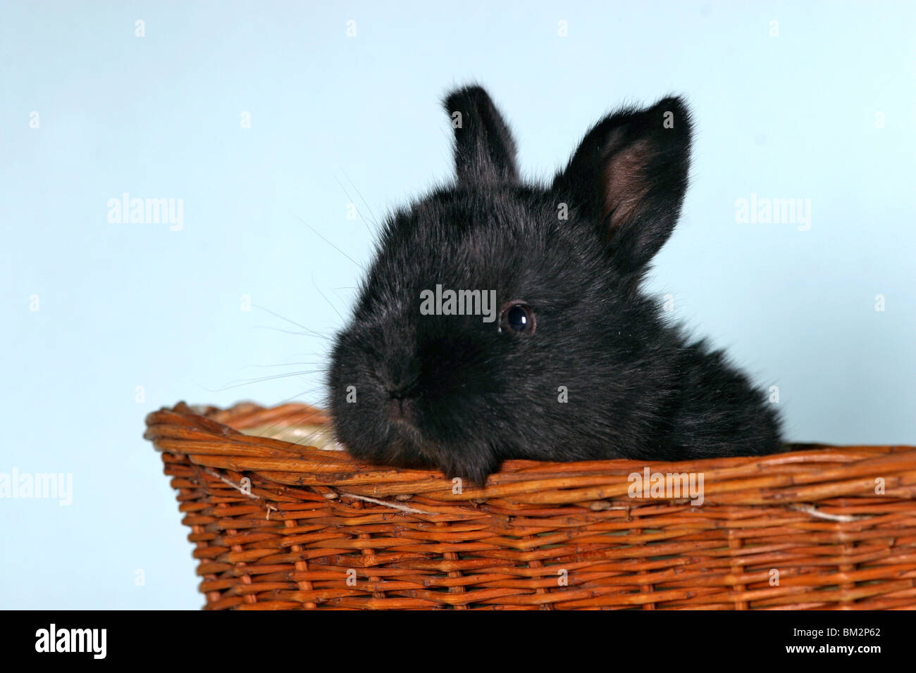 Kaninchenjunges im Körbchen / young bunny in the basket Stock Photo