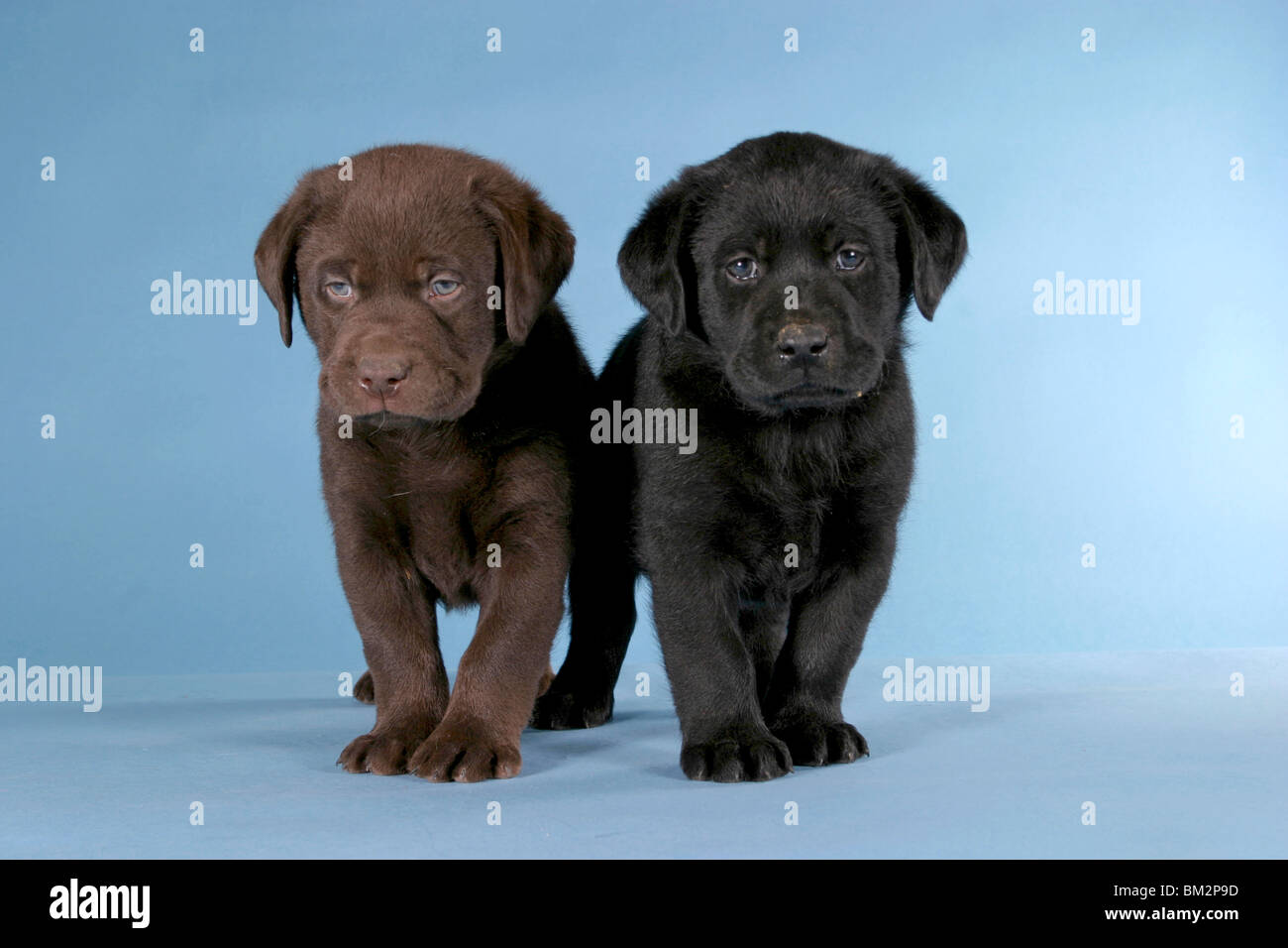 Labrador Welpen / Labrador puppies Stock Photo