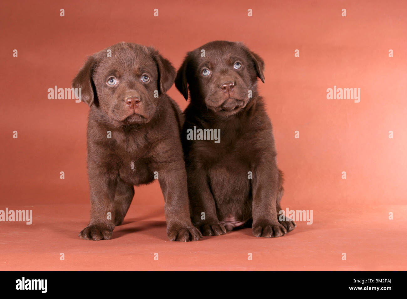 Labrador welpen hi-res stock photography and images - Alamy