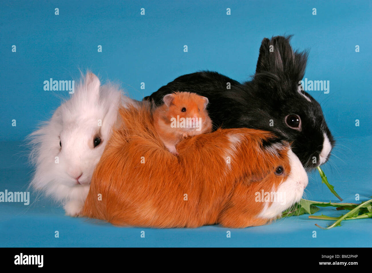 Löwenköpfchen, Rosettenmeerschwein & Hamster / bunnies, guinea pig