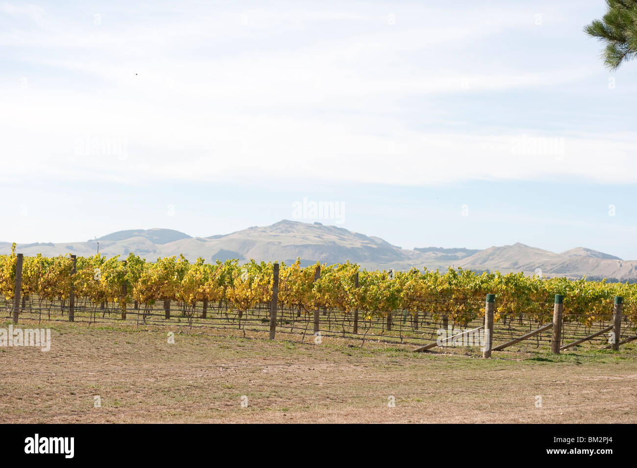 Vineyard at Pegasus Bay Winery in the Waipara area of Canterbury on New Zealand's South Island Stock Photo