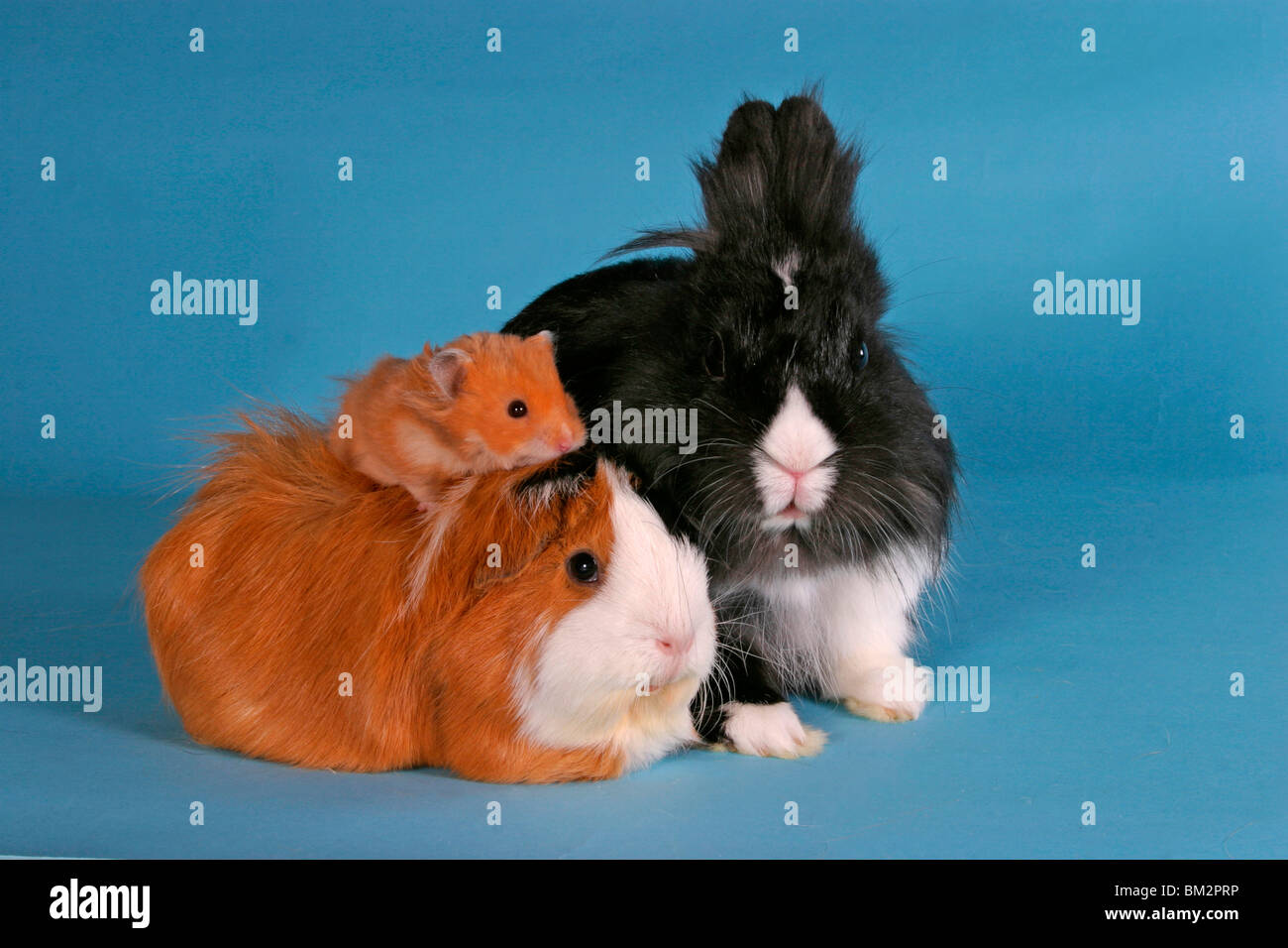 Löwenköpfchen, Rosettenmeerschwein & Hamster / bunny, guinea pig