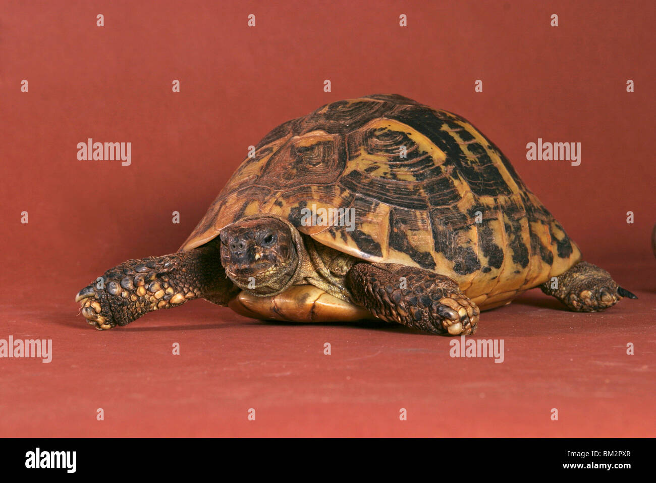 Schildkröte / turtle Stock Photo