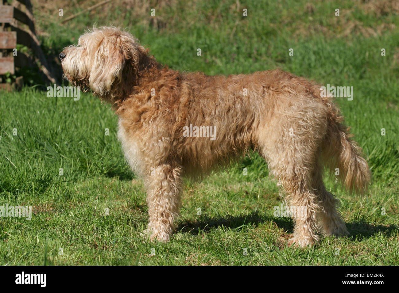 Schweisshund standing hi-res stock photography and images - Alamy