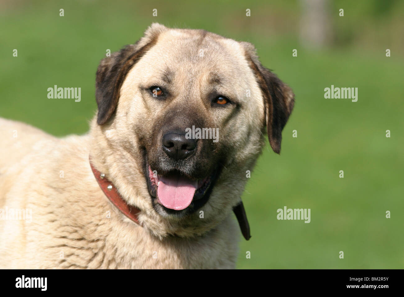 Sivas Kangal Portrait Stock Photo - Alamy
