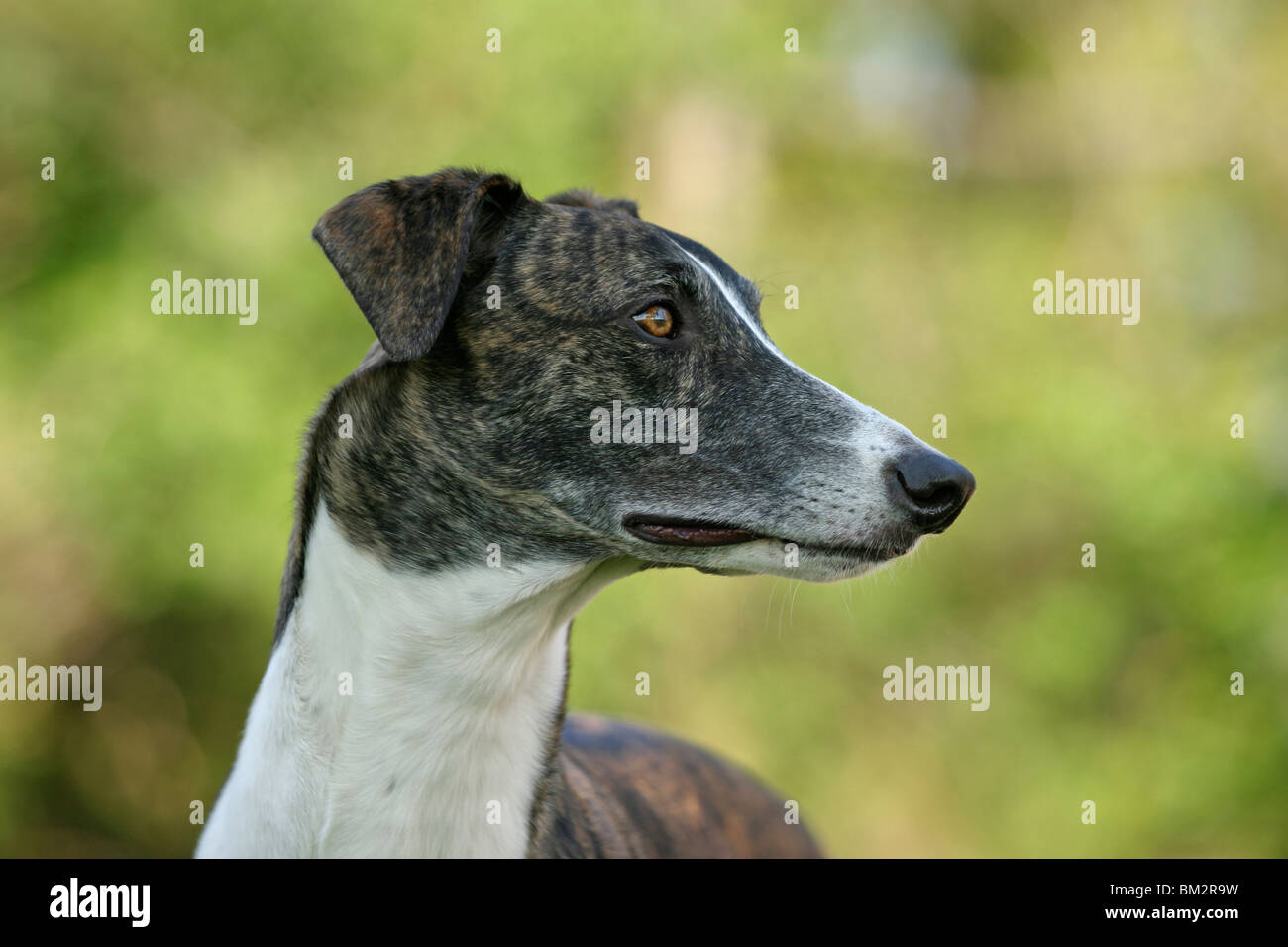 Greyhound Portrait Stock Photo