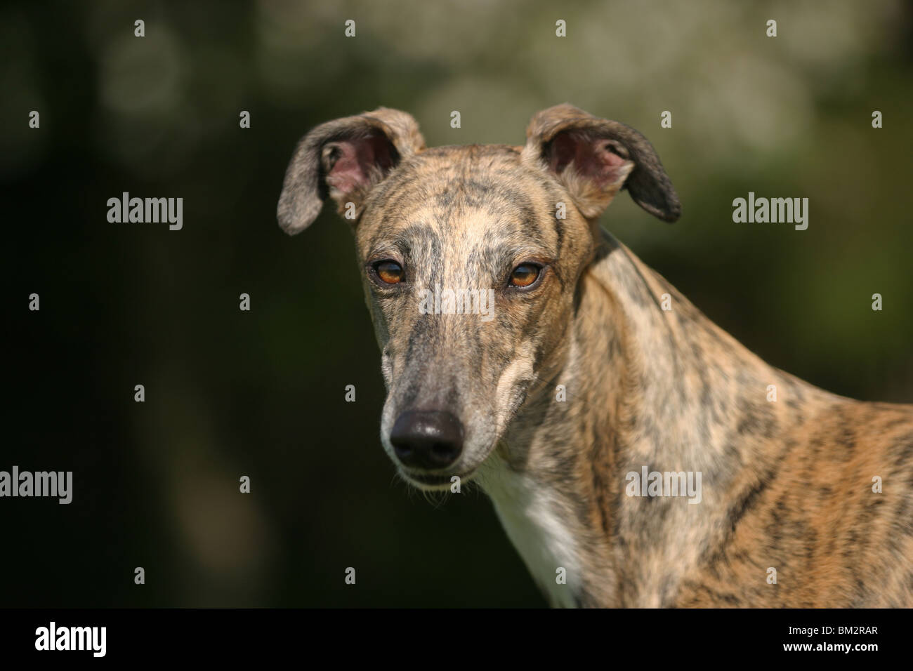 Greyhound im Portrait Stock Photo - Alamy