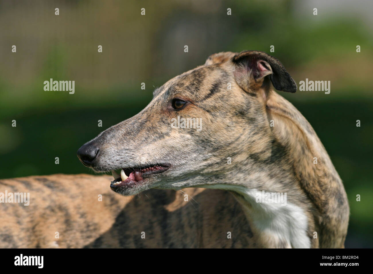 Greyhound im Portrait Stock Photo