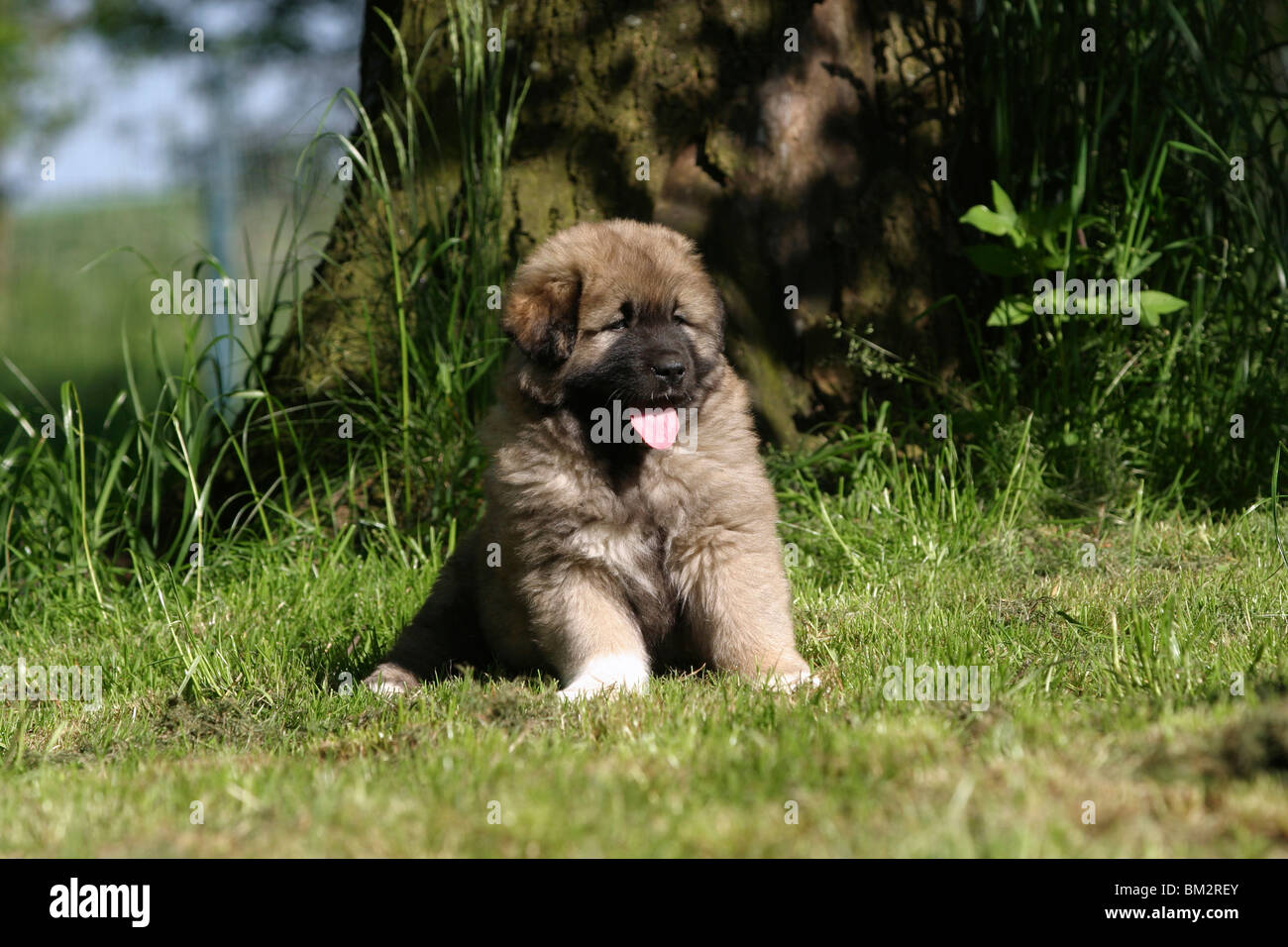 sitzender Kaukasischer Schäferhund Welpe / sitting caucasian owtcharka  puppy Stock Photo - Alamy