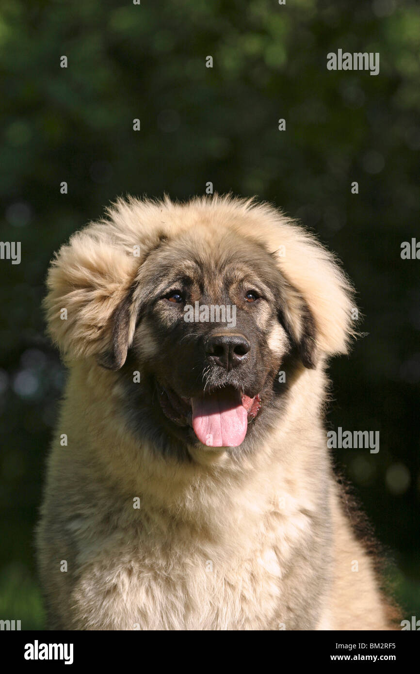 Kaukasischer Schäferhund im Portrait / caucasian owtcharka portrait Stock Photo