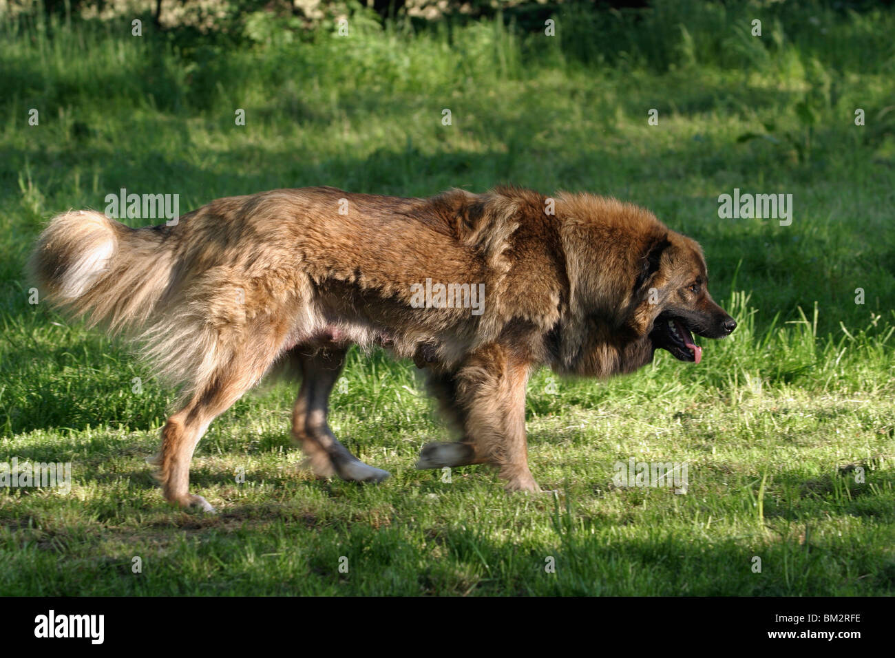 Kaukasischer Schäferhund / caucasian owtcharka Stock Photo