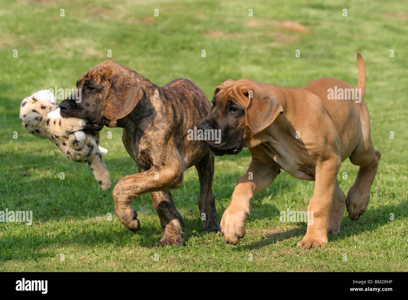 trabende Deutsche Dogge Welpen / trotting great dane puppies Stock Photo