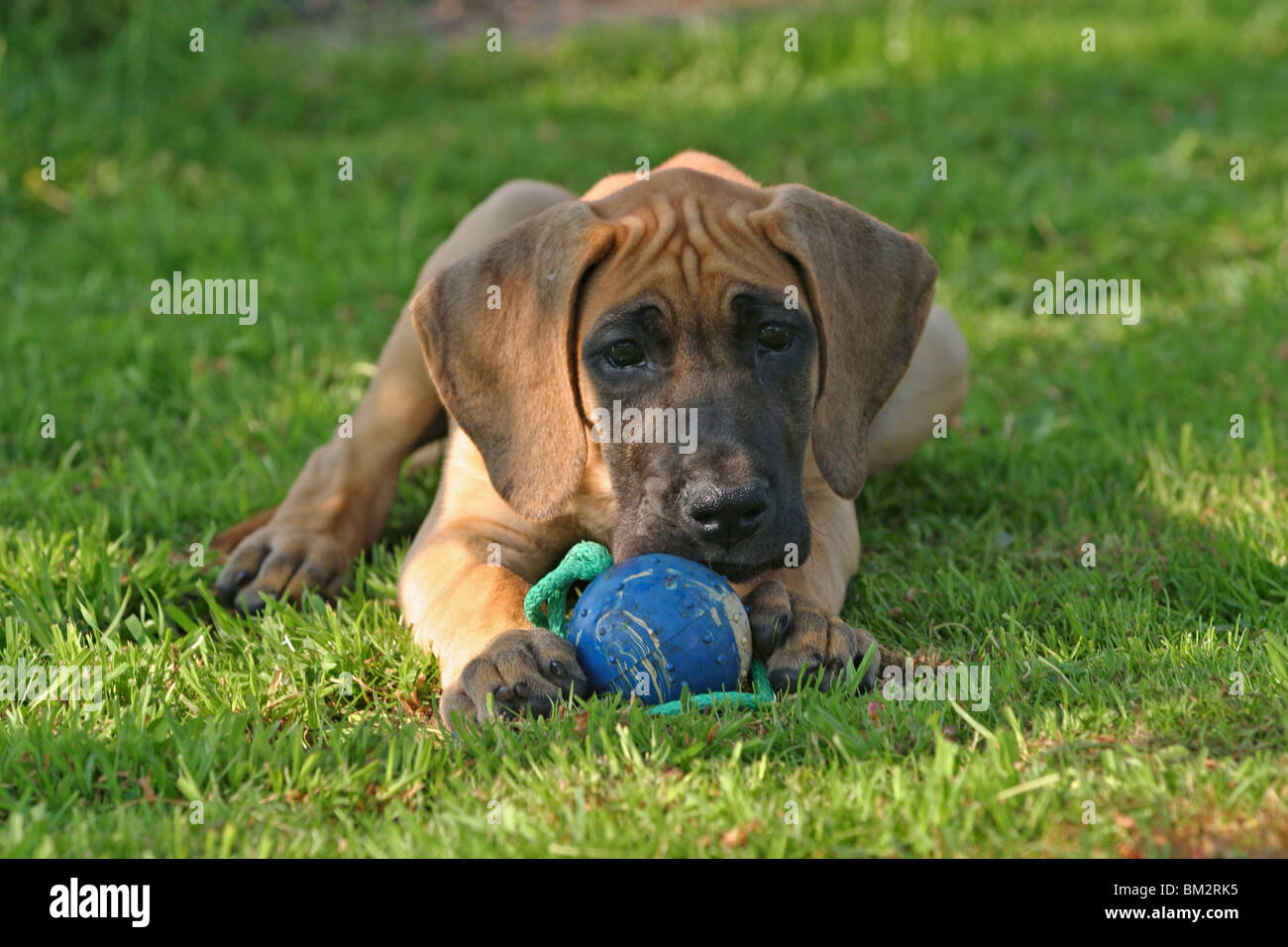 liegender Deutsche Dogge Welpe / lying great dane puppy Stock Photo