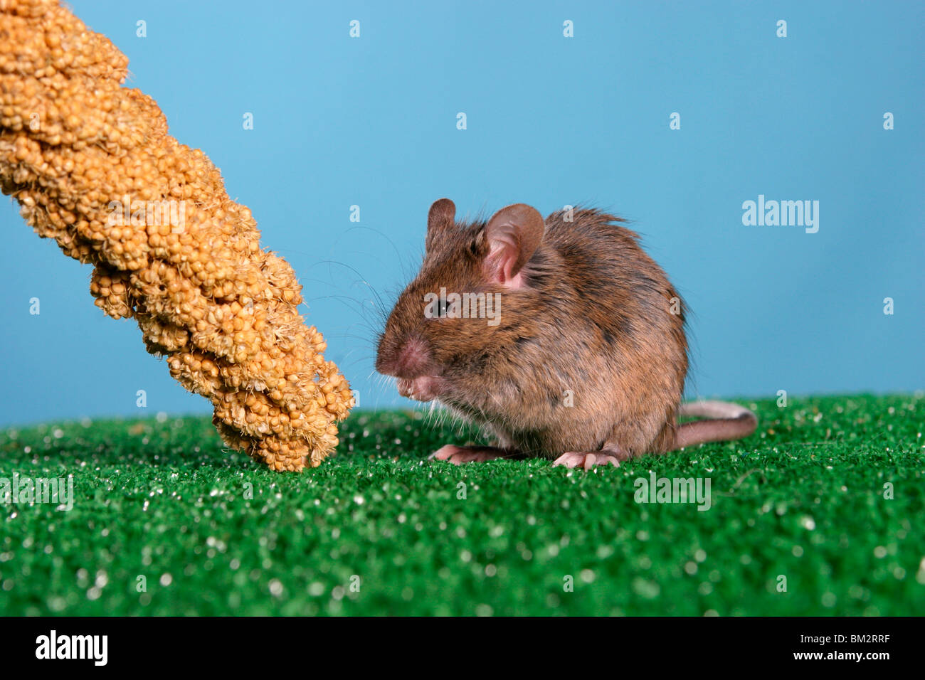 fressende Seidenmaus / eating mouse Stock Photo
