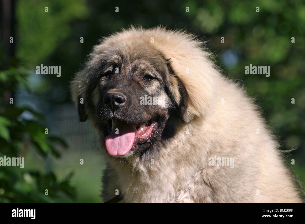 Kaukasischer Schäferhund im Portrait / caucasian owtcharka portrait Stock Photo