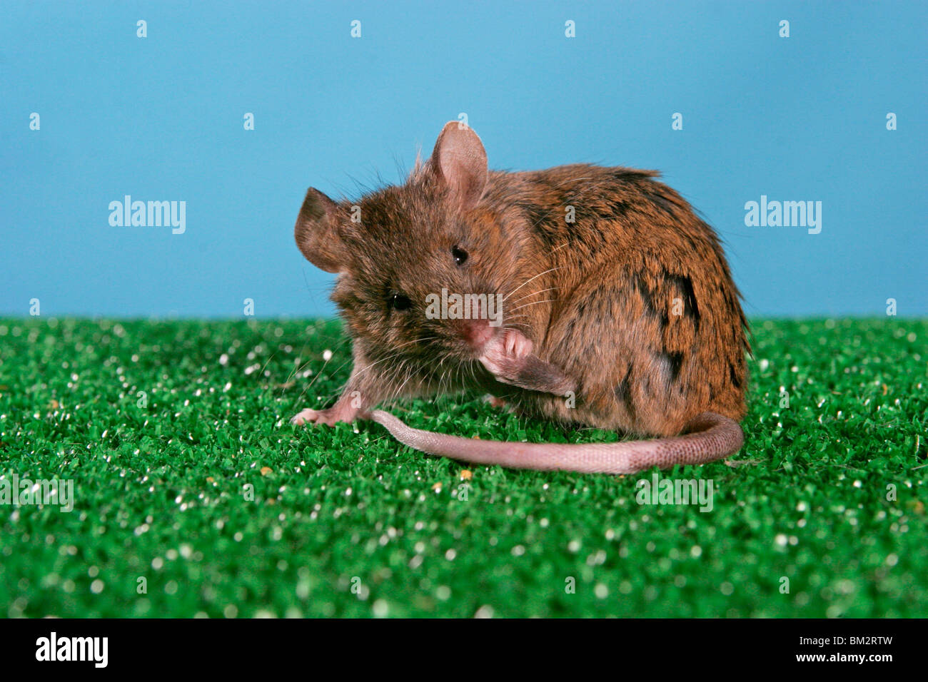 putzende Maus / cleaning mouse Stock Photo Alamy
