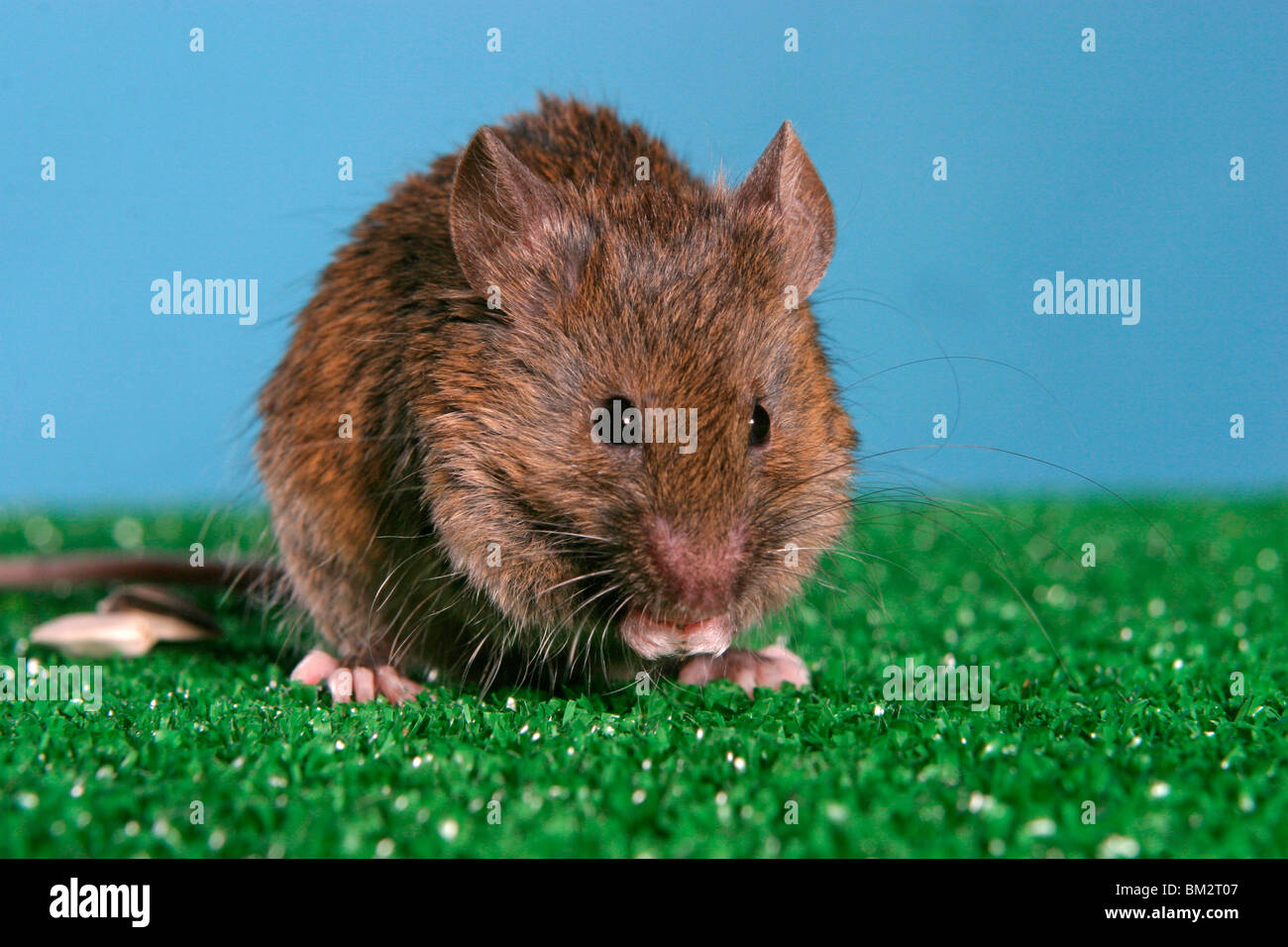 fressende Seidenmaus / eating mouse Stock Photo
