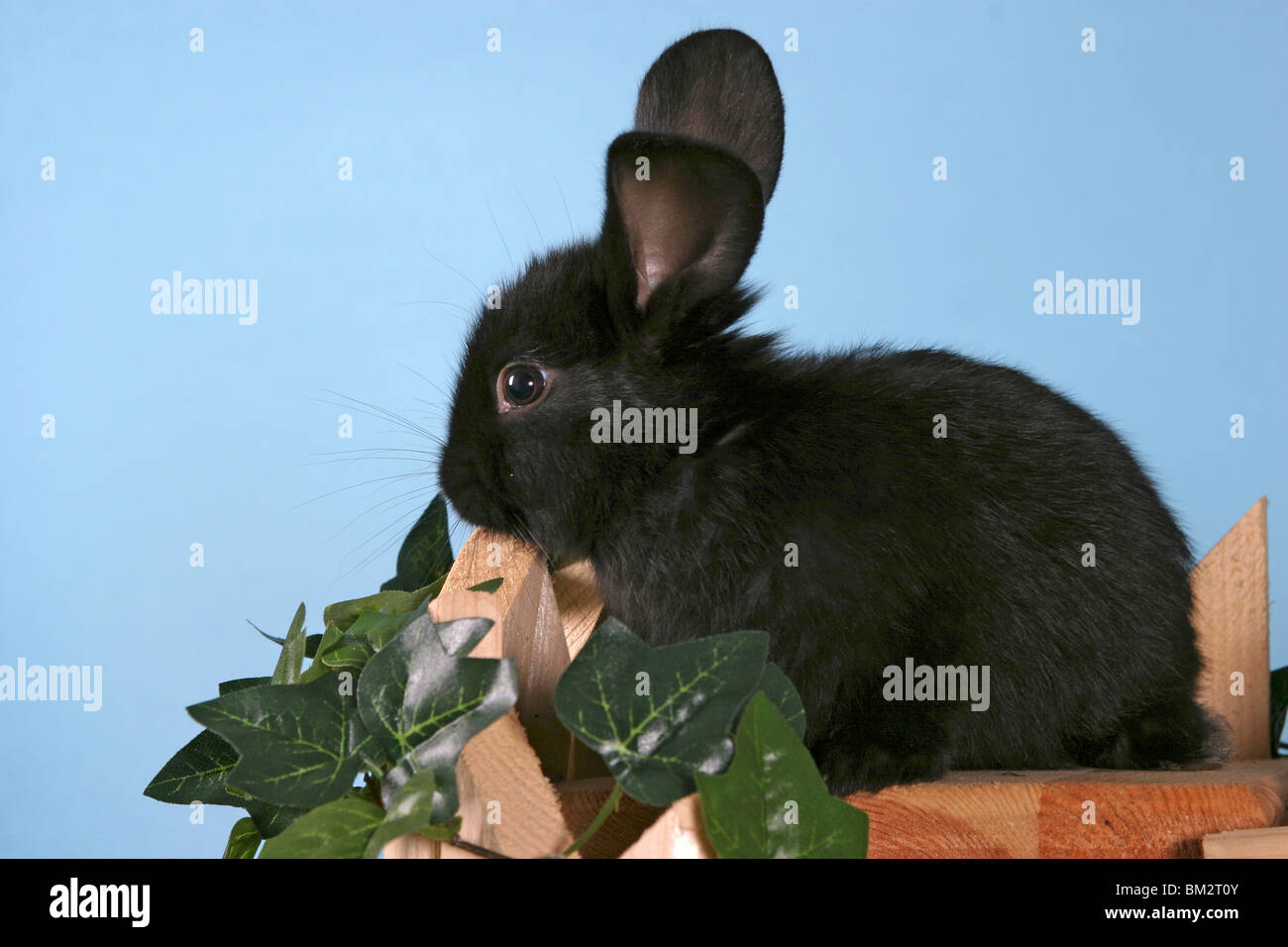Kaninchen / rabbit Stock Photo