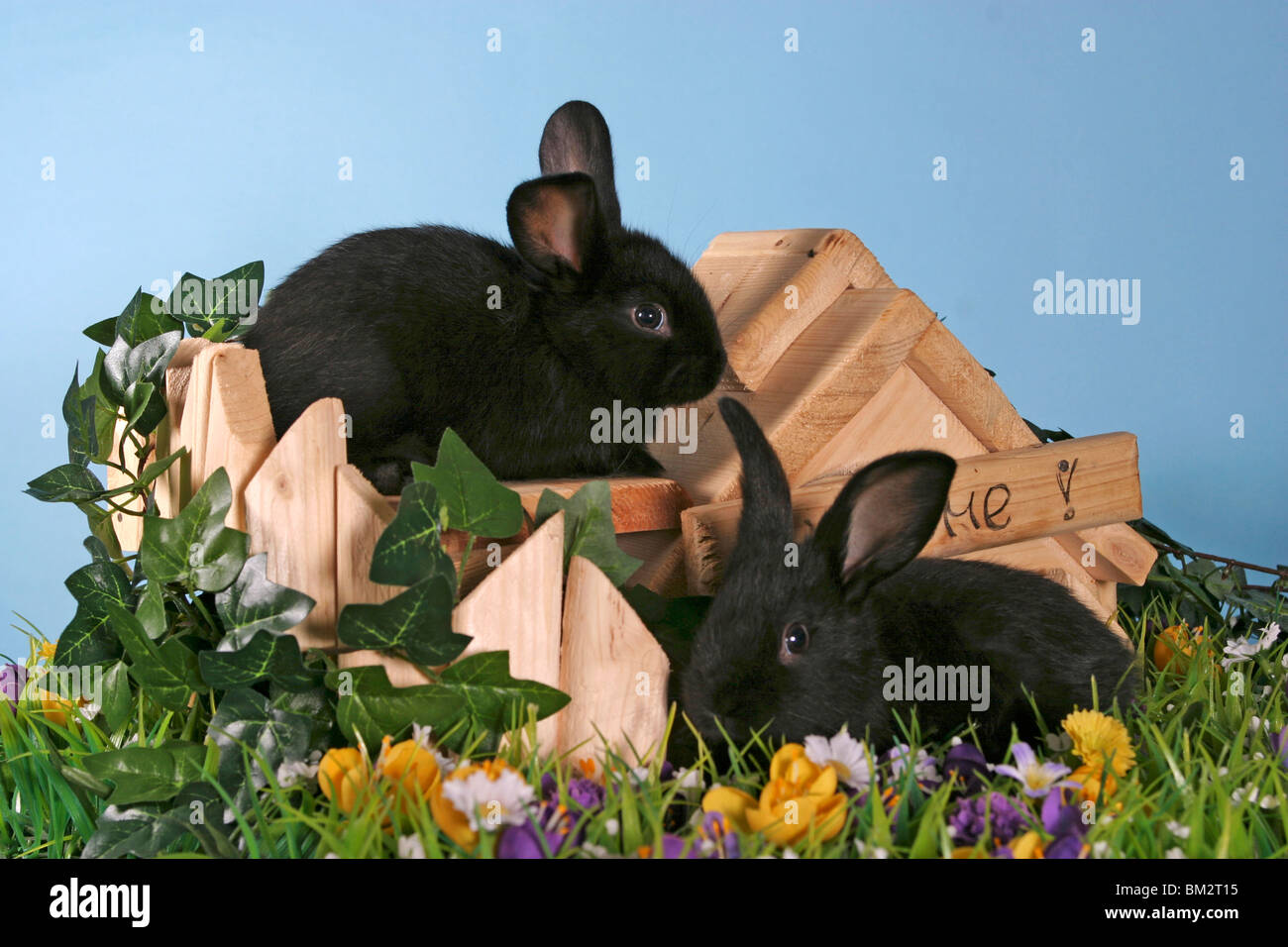 Kaninchen / rabbits Stock Photo