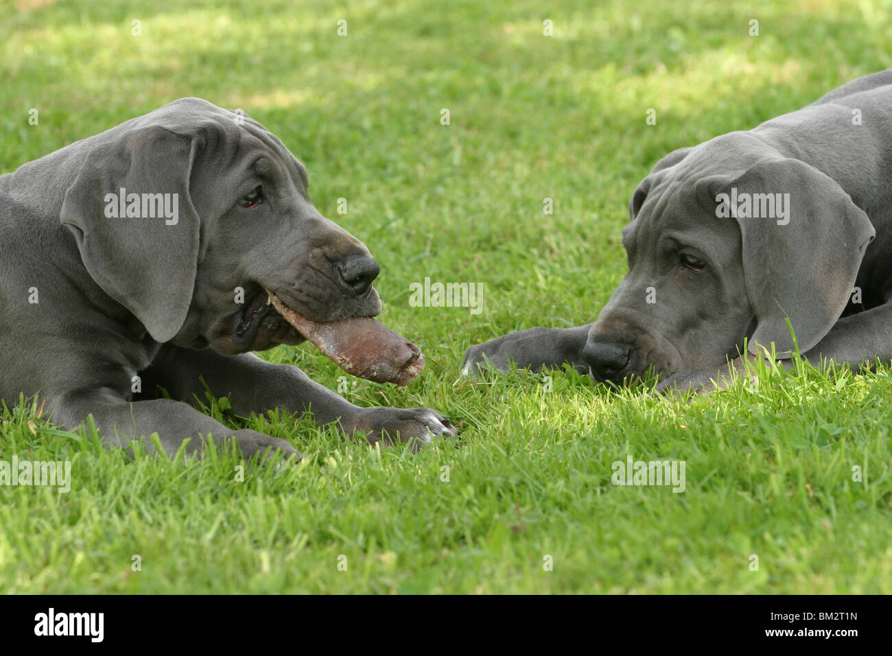 liegende Deutsche Dogge Welpen / lying great dane puppies Stock Photo