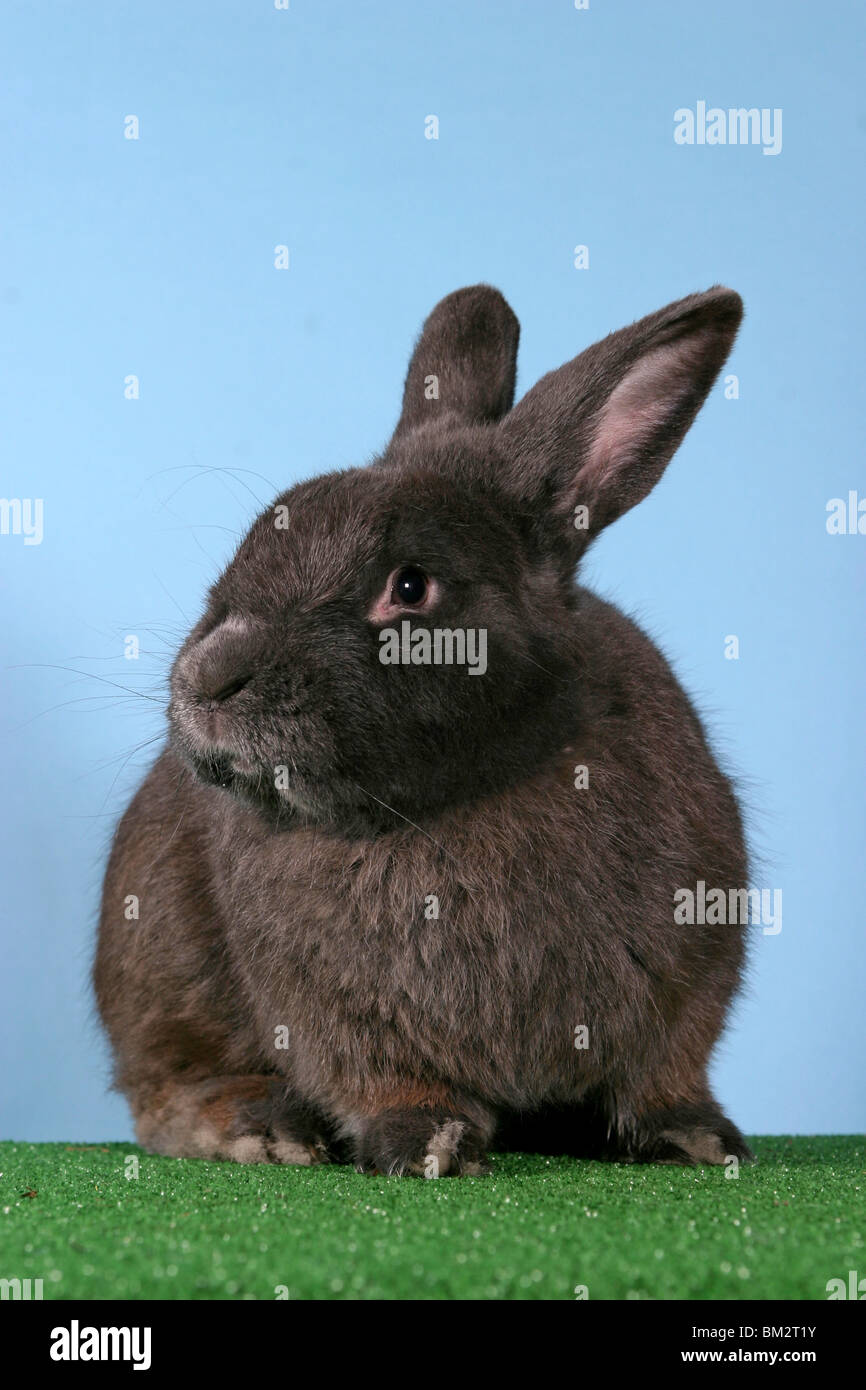 sitzendes Kaninchen / sitting rabbit Stock Photo