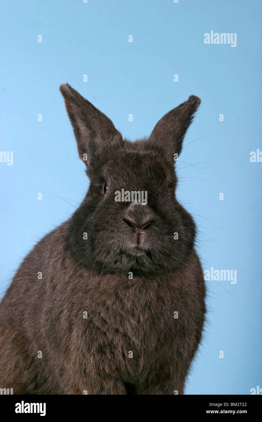 Kaninchen Portrait / rabbit portrait Stock Photo