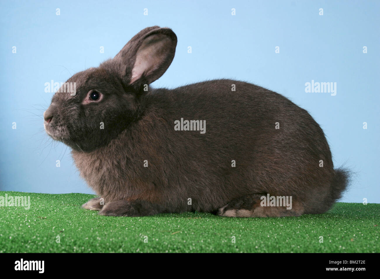 liegendes Kaninchen / lying rabbit Stock Photo Alamy