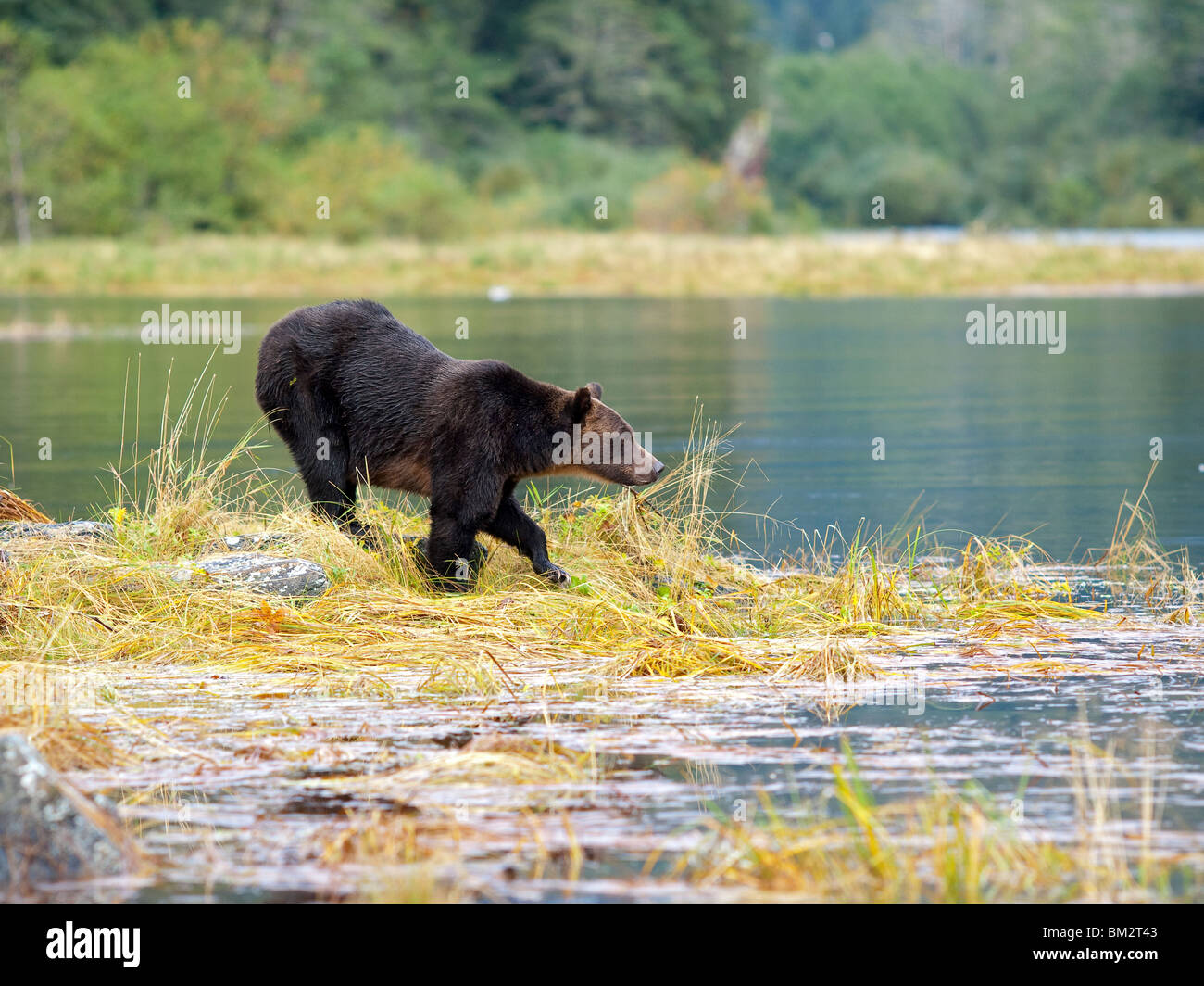 Grizzly bear, Ursus arctos horribilis, looking for salmon in the river Stock Photo