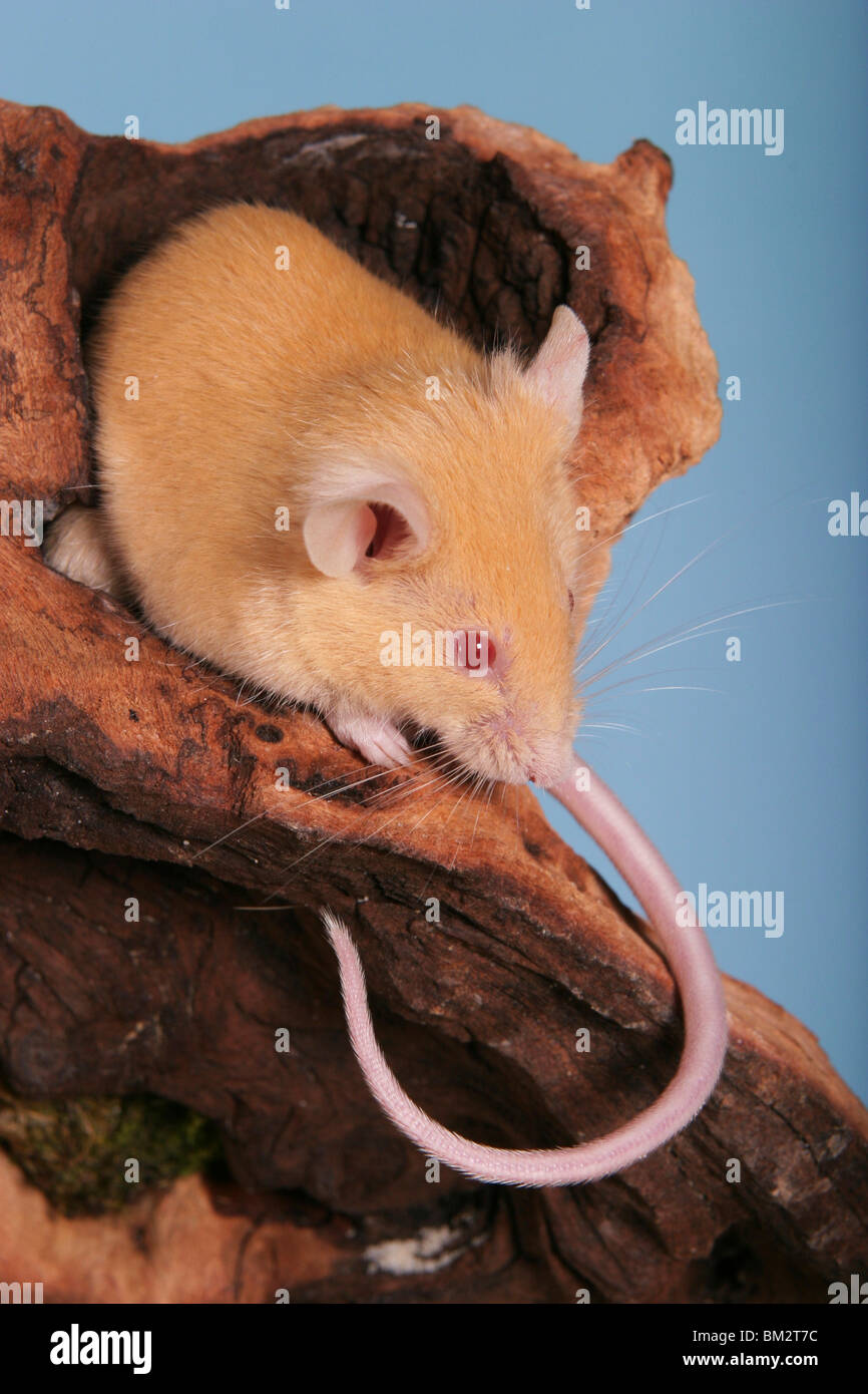 gelbe Farbmaus / yellow mouse Stock Photo