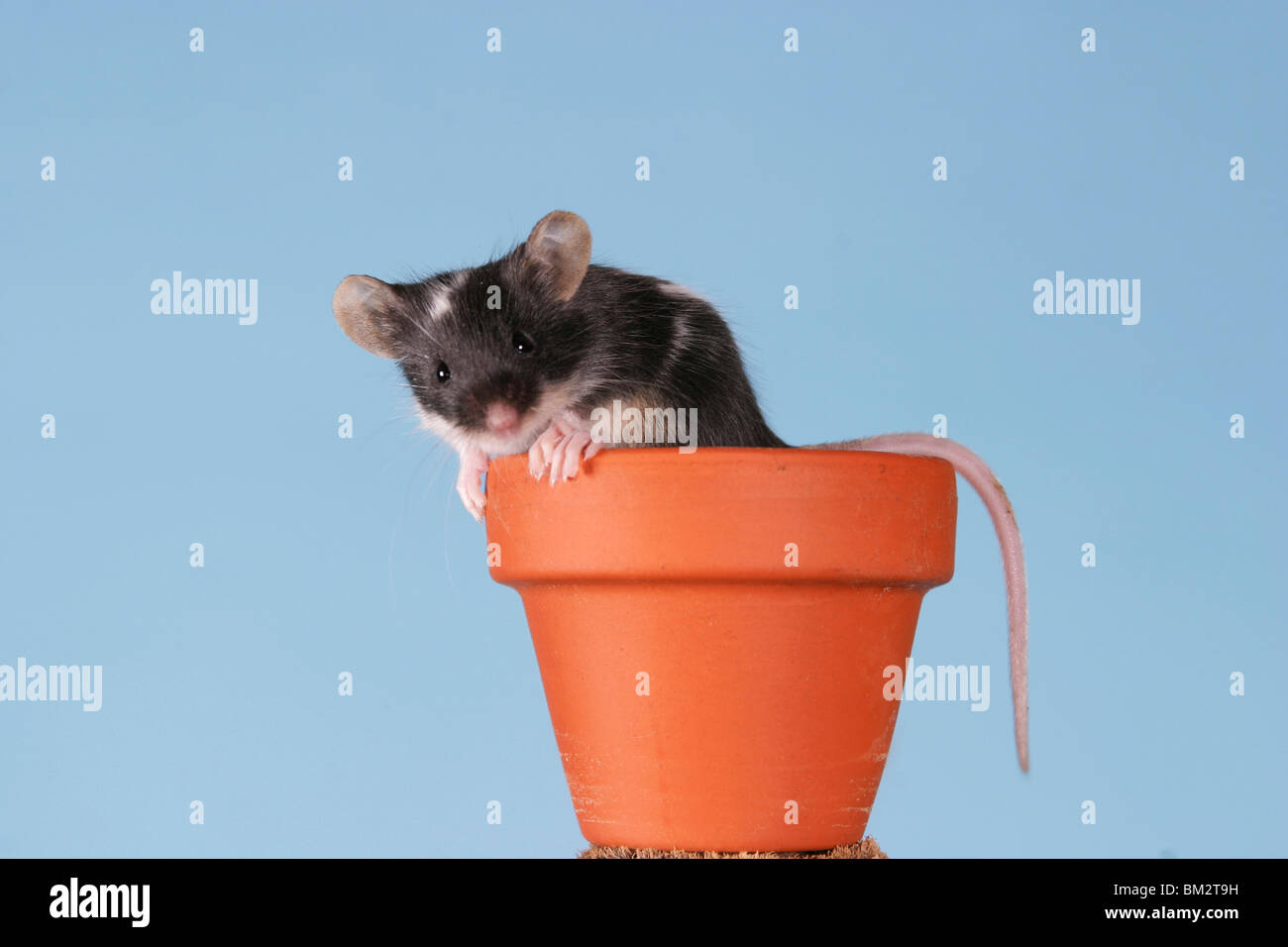 Maus / mouse Stock Photo