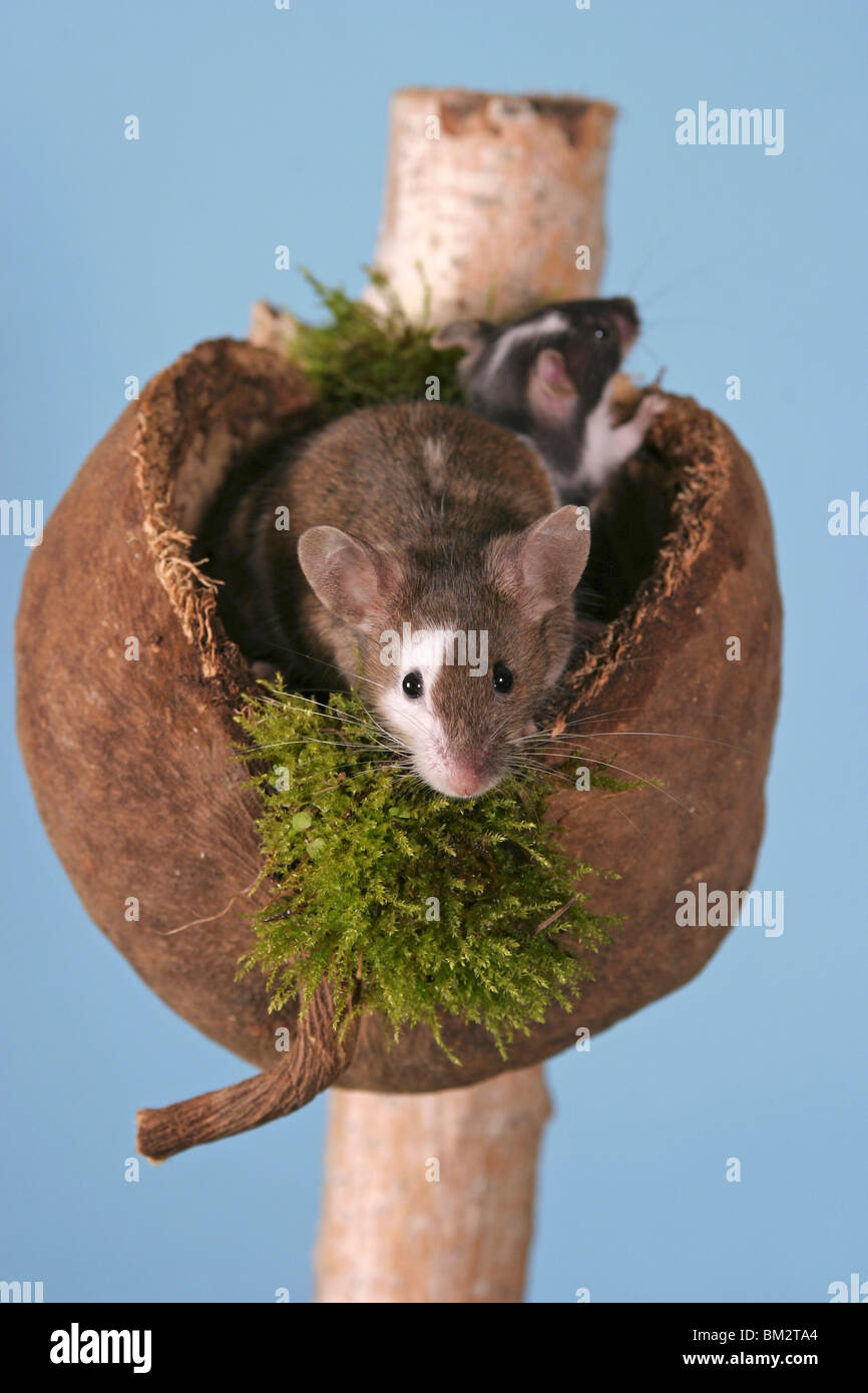 Maus / mouse Stock Photo - Alamy