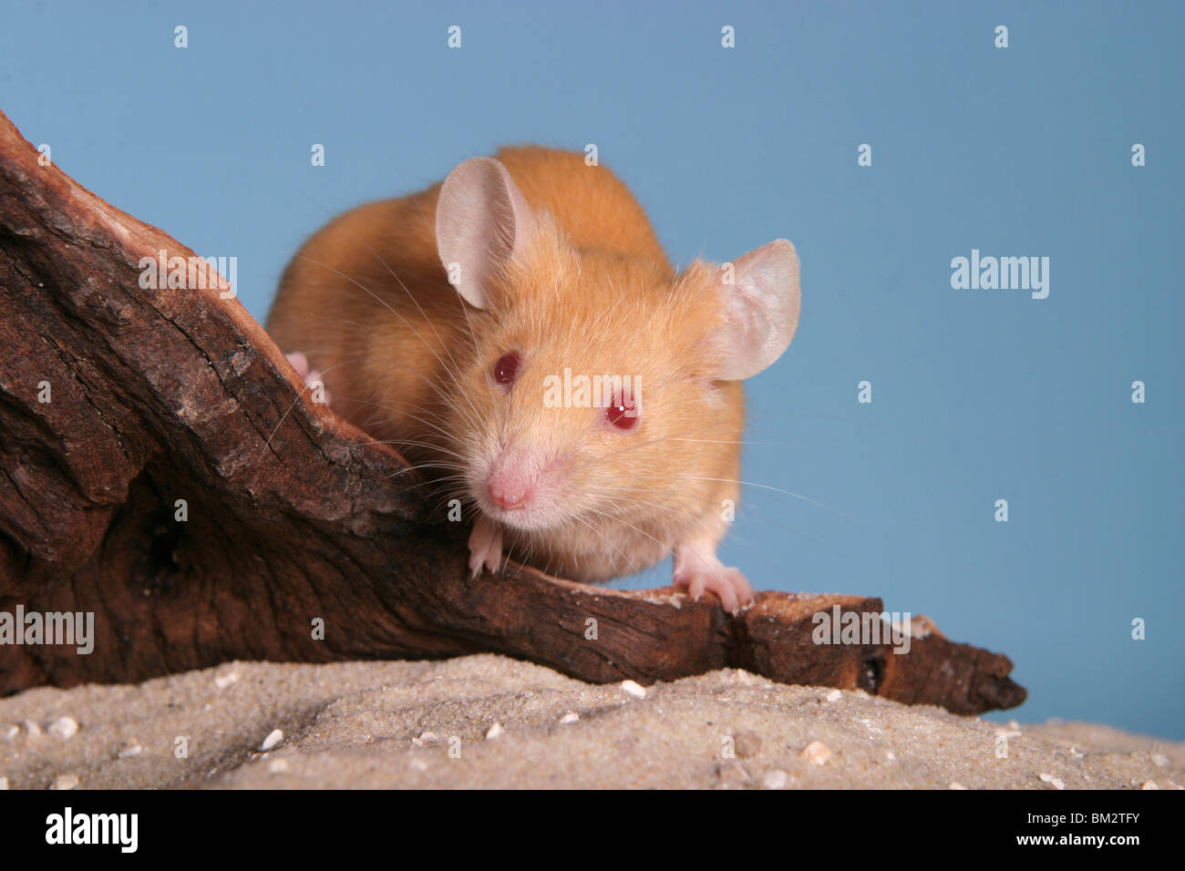 gelbe Farbmaus / yellow mouse Stock Photo