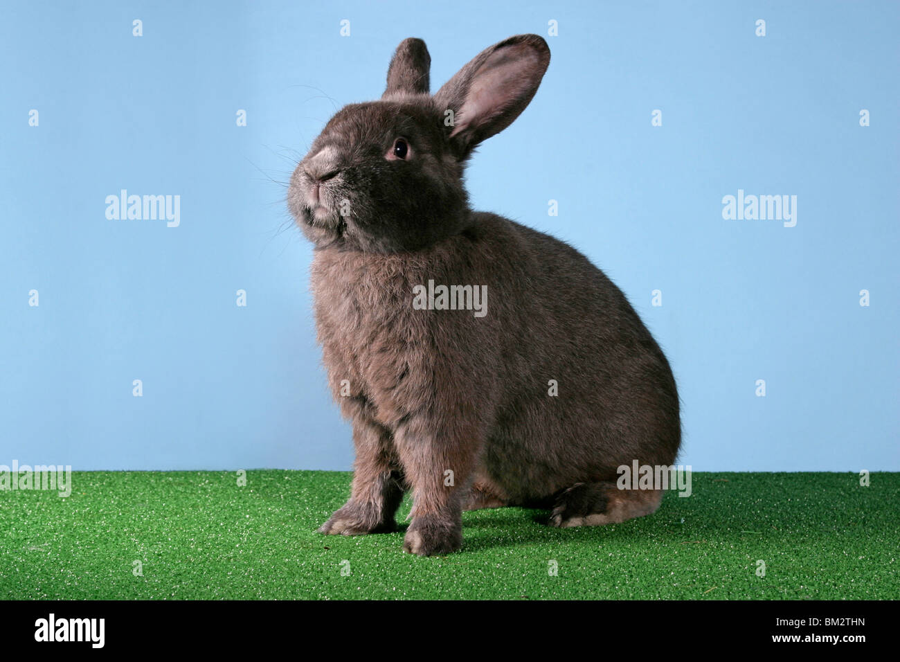 sitzendes Kaninchen / sitting rabbit Stock Photo