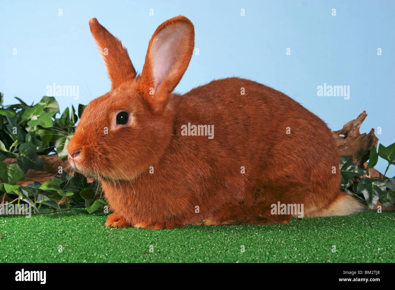 Kaninchen liegen hires stock photography and images Alamy