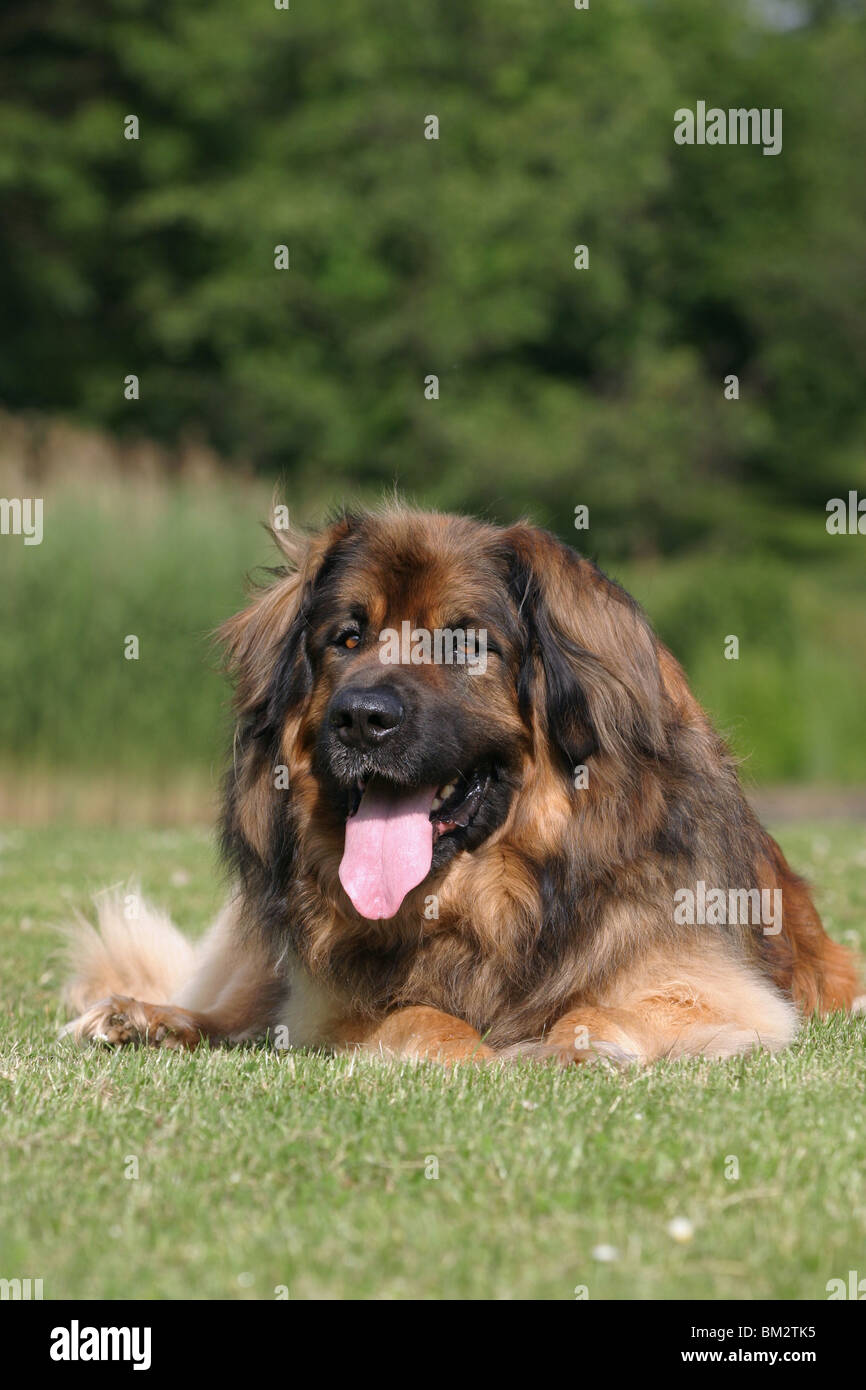 liegender / lying Leonberger Stock Photo