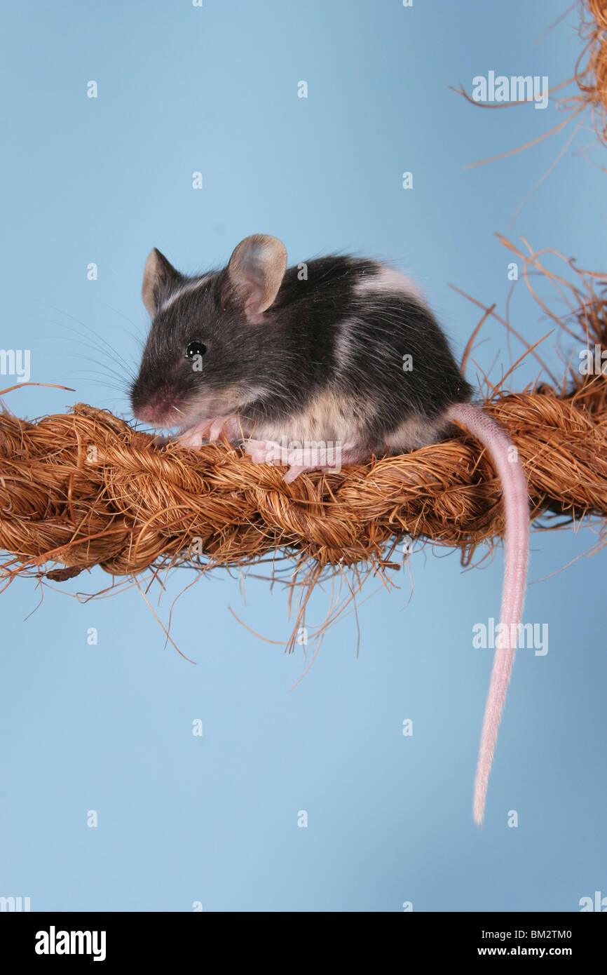 junge Farbmaus auf dem Seil / young mouse on the rope Stock Photo